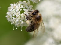 Medus bite APIS MELLIFERA