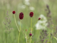 Ārstniecības brūnvālīte (Sanguisorba officinalis). Īpaši aizsargājama suga!  LV Sarkanajā grāmatā 2. kat.