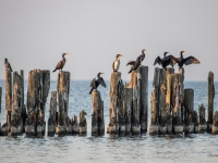 Jūras kraukļi (Phalacrocorax carbo)
