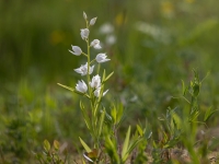 Garlapu cefalantēra (Cephalanthera longifolia) LV Sarkanajā grāmatā ( Dundagas novads)