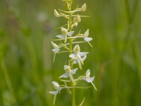 Smaržīgā naktsvijole (Platanthera bifolia )Īpaši aizsargājama suga!  LV Sarkanajā grāmatā 4. kat.