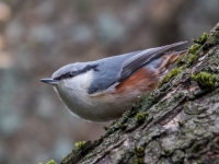 Dzilnītis (Sitta europaea)