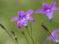 Pļavas pulkstenītes (Campanula patula)