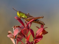 Sisenis Pseudochorthippus montanus