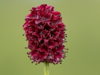 Ārstniecības brūnvālīte (Sanguisorba officinalis). Īpaši aizsargājama suga!  LV Sarkanajā grāmatā 2. kat.
