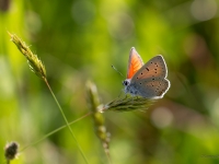 Mazais skābeņu zeltainītis (Lycaena hippothoe)