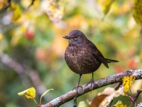 Melnais meža strazds (Turdus merula)