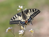 Čemurziežu dižtauriņš (Papilio machaon) LV Sarkanajā grāmatā 2. kat.