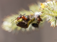 Rūsganā meža skudra (Formica rufa)