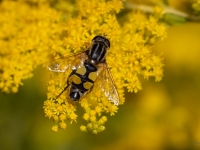 Ziedmuša Helophilus trivittatus