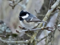 Meža zīlīte (Periparus ater)
