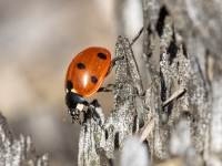 Septiņpunktu mārīte (Coccinella septempunctata)