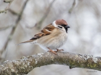 Lauku zvirbulis (Passer montanus)
