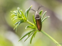 Sprakšķis Ctenicera pectinicornis