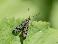 Skorpijmuša (Panorpa communis)