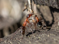 Rūsganās meža skudras (Formica rufa)