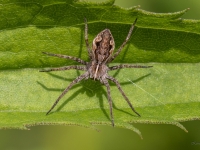 Dižzirneklis (Pisaura mirabilis)