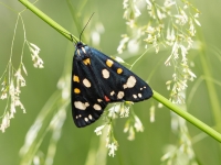 Nātru lācītis (Callimorpha dominula) LV Sarkanajā grāmatā 4. kat.