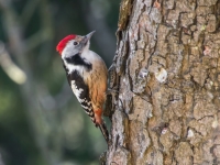 Vidējais dzenis (Dendrocoptes medius)