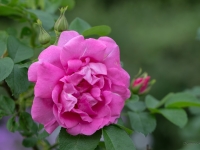 'Lidija Freimane'
