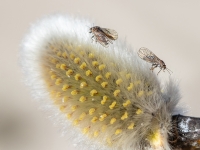 Lapblusiņas (nenoteiktas), Psyllidae sp.