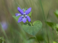 Rivina vijolīte (Viola riviniana)