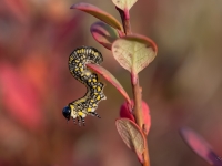 Skujlapsene Diprion similis