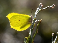 Krūkļu baltenis jeb citrontauriņš (Gonepteryx rhamni)