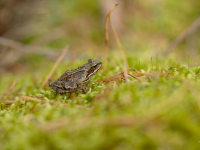 Parastā varde (Rana temporaria) 