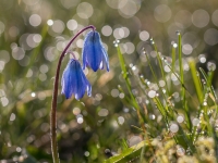 Zilsniedzīte (Scilla)