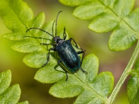 Koksngrauzis Gaurotes virginea