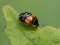 Desmitpunktu mārīte (Adalia decempunctata)
