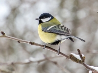 Lielā zīlīte (Parus major)