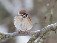 Lauku zvirbulis (Passer montanus)