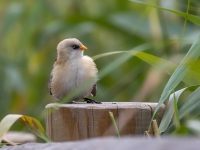 Bārdzīlīte (Panurus biarmicus) Īpaši aizsargājama suga!  LV Sarkanajā grāmatā 3. kat.