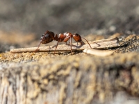 Rūsganā meža skudra (Formica rufa)