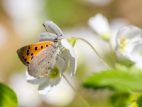 Parastais zeltainītis (Lycaena phlaeas)