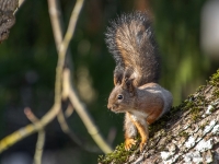 Vāvere (Sciurus vulgaris)