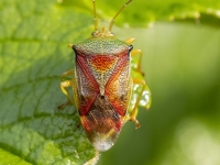 Slaidvairogblakts Elasmostethus sp.