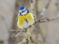 Zilzīlīte (Cyanistes caeruleus)