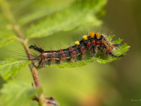 Parastā otiņaste (Orgyia antiqua)