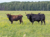 Taurgovis Dunduru pļavās