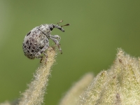 Smecernieks Cionus sp.