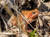 Parastā varde (Rana temporaria)