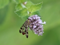 Skorpijmuša (Panorpa communis)