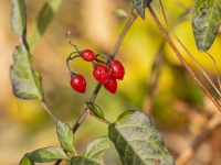 Bebrukārkliņš (Solanum dulcamara). Indīgs augs.