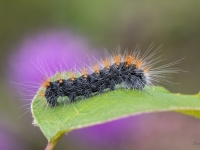 Bērzu pelēkpūcīte (Acronicta auricoma)