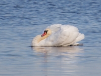 Paugurknābja gulbis (Cygnus olor)