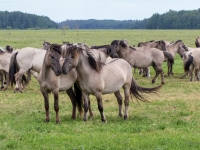 Konik zirgi Dunduru pļavās