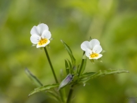Tīruma vijolīte (Viola arvensis)